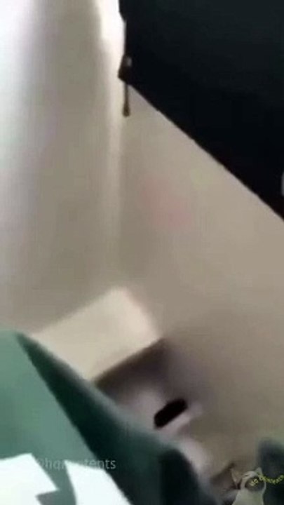 Cats funny movements