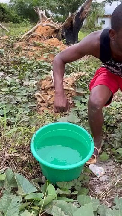 poured water into the soil and dropped it