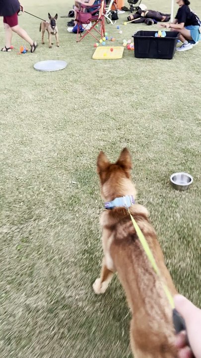 Working around other dogs