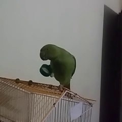 My lovely parrot enjoying seeds