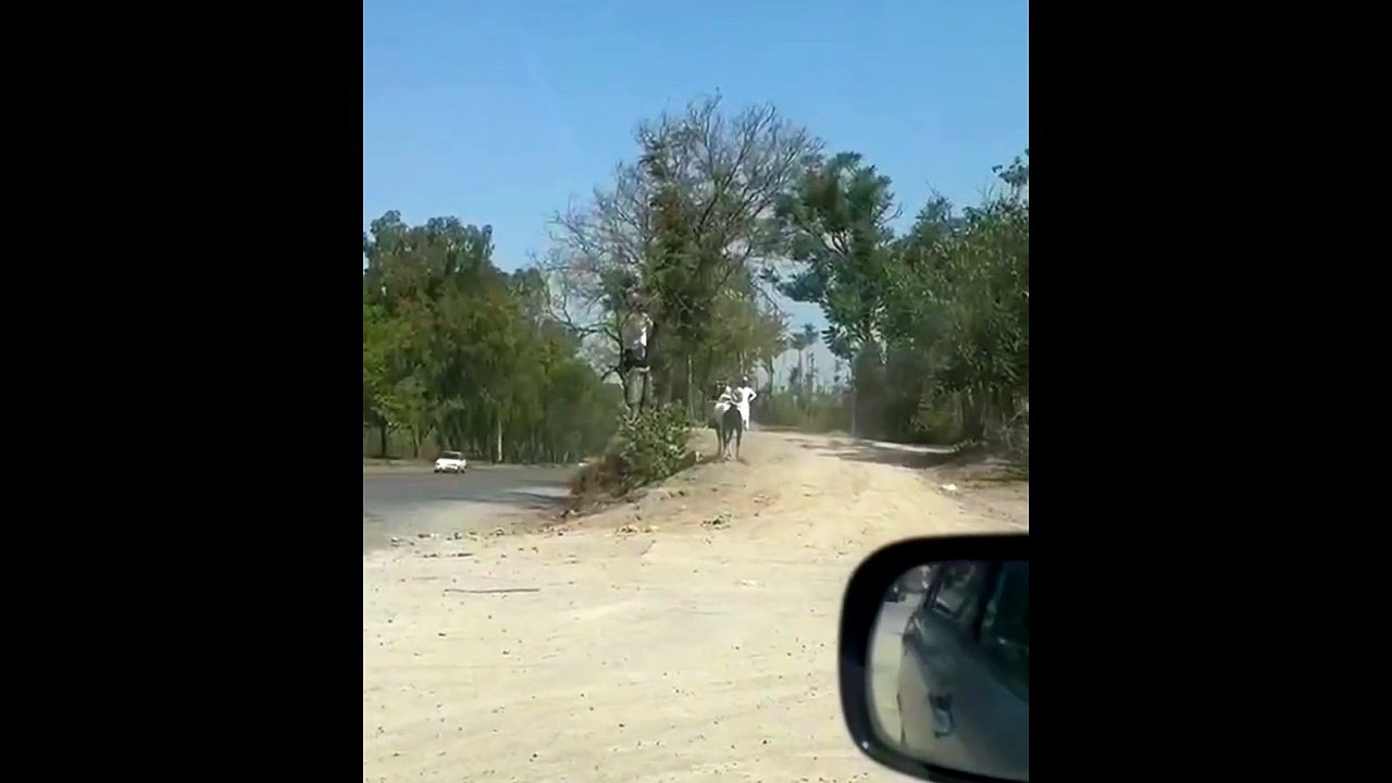 Dangerous Cow Funny Attack ... Eid Ul Adha
