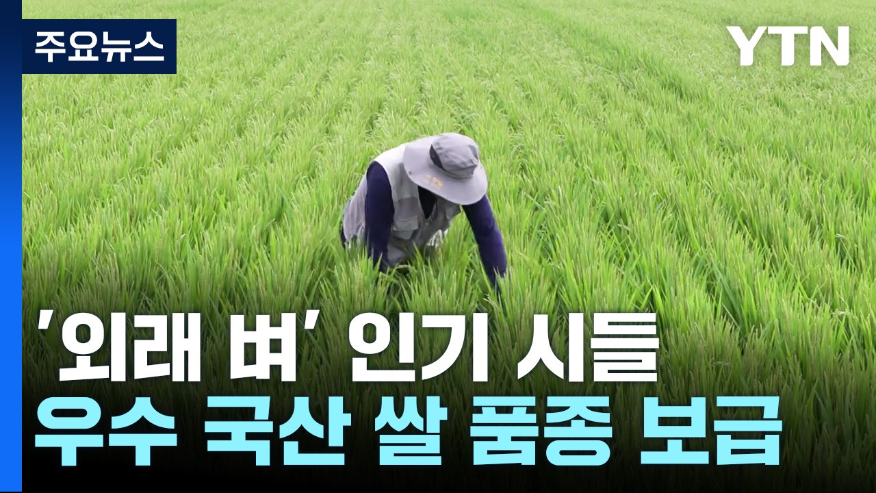 '외래 벼' 인기 시들...우수 국산 쌀 품종 속속 보급 / YTN