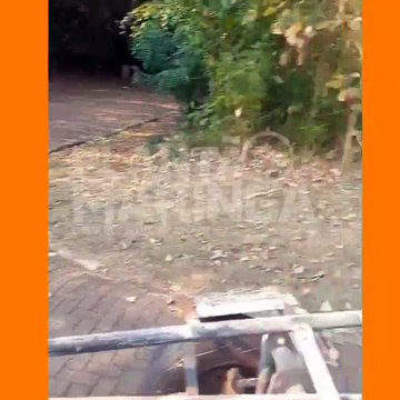 Filhote de jaguatirica é encontrada dentro de porta-malas de carro às margens do Rio Ivaí 