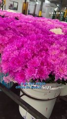 Carga aérea internacional 80% de lo que se exporta desde el Colombia corresponde a flores