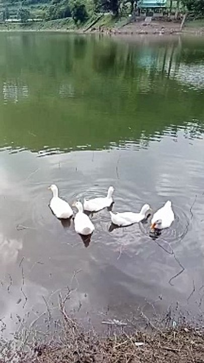 A flock of ducks is swimming in the lake.