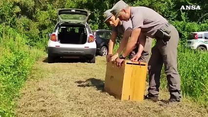 Trentino, poiana ferita torna a volare dopo un mese di cure