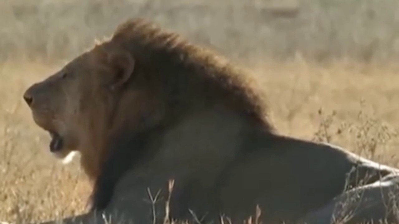 সিংহের লড়াই  Lion's fight