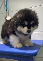 Petit chiot n’aime pas le vétérinaire. Il appelle au secours 