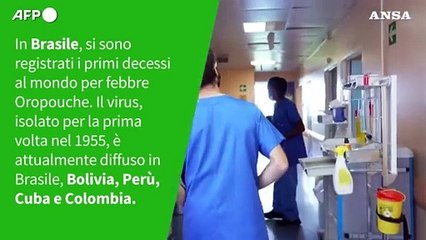 Ansa VERIFIED - E' vero che il virus Oropouche e' endemico in Italia?