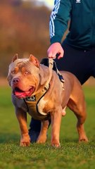 Pitbull vs Lion Wildlife