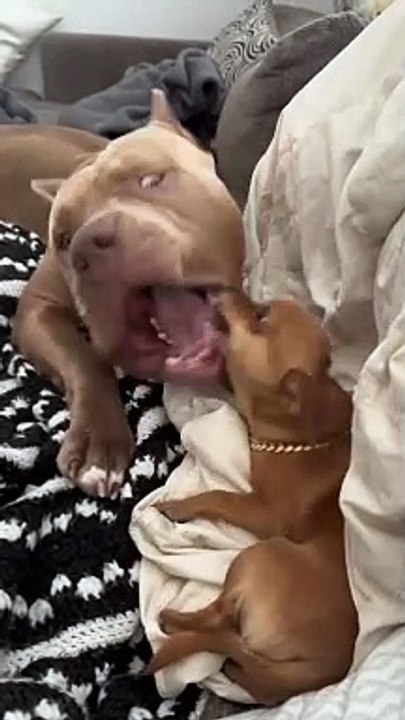 PitBull and Pitbull puppy Love