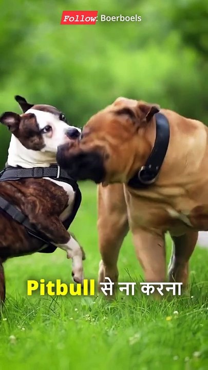 Pitbull vs Monster Wildlife