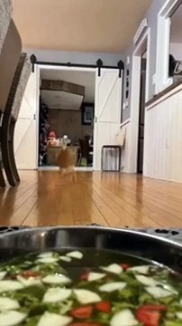 Funny cats&dog|Hilarious cat and dog moments|Cats and dogs funny videos|funny animal|try not laugh