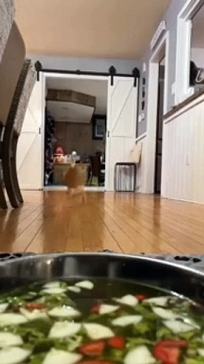 Funny cats&dog|Hilarious cat and dog moments|Cats and dogs funny videos|funny animal|try not laugh