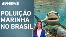 Pesquisadores encontram tubarões contaminados com resíduos de celulares; Patrícia Costa analisa