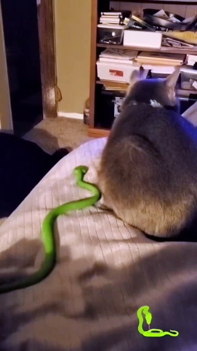Try not to laugh fake snake