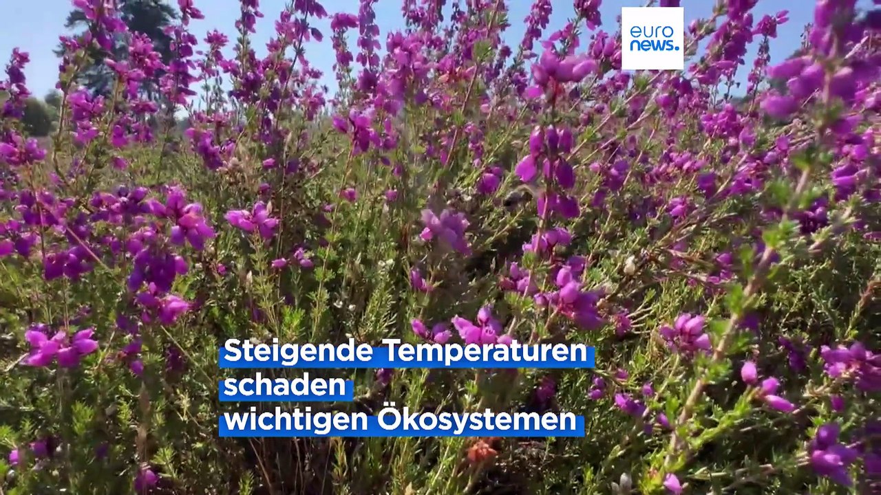 Zukunft der Zugvögel: Der Klimawandel bedroht ihre Lebensräume in ganz Europa