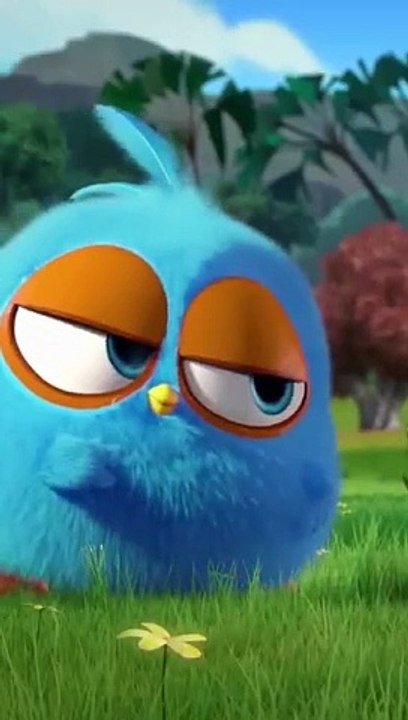 Angry bird