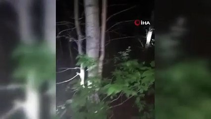 Fıkra gibi olay! Hem kayboldular hem inekleri buldular