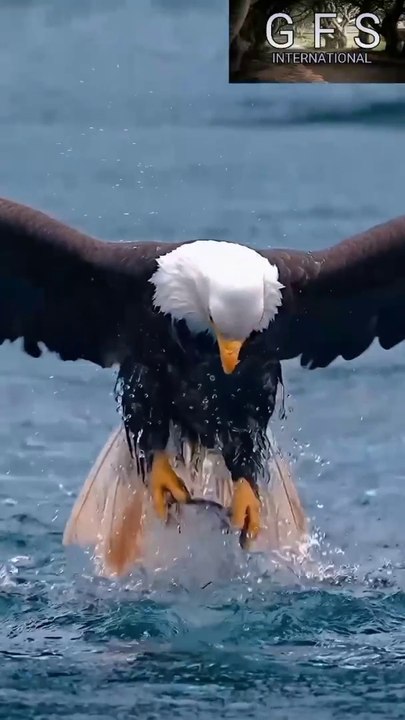 A falcon.particularly