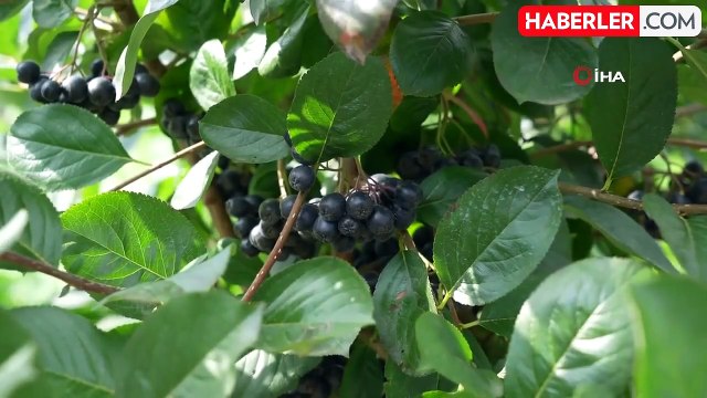 Gümüşhane'de 'süper meyve' Aronya beklenenden erken meyve verdi