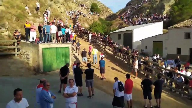 Séptimo encierro del Pilón de Falces con vacas de la ganadería Vicente Domínguez