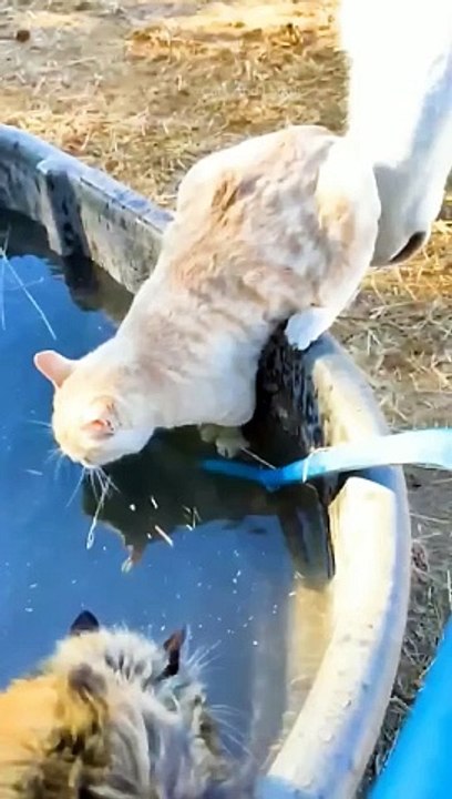 funny cats episode 120
