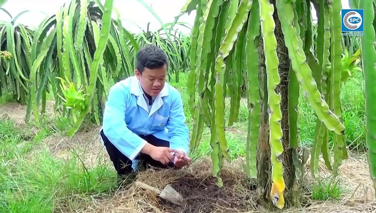 Hướng dẫn sử dụng SagoFort 10GR để phòng trừ tuyến trùng trên cây Thanh Long