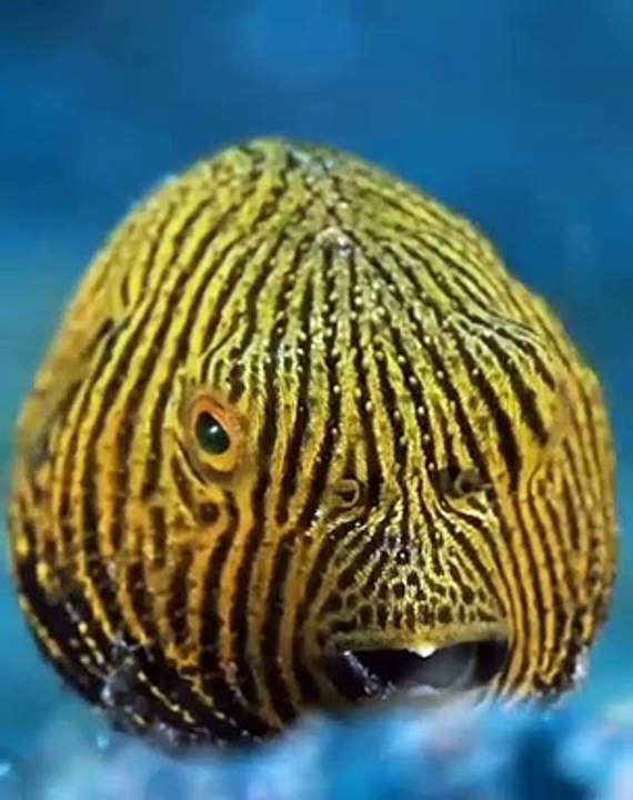 Aquatic Life | Ocean Beauty | Sea Life Explorer