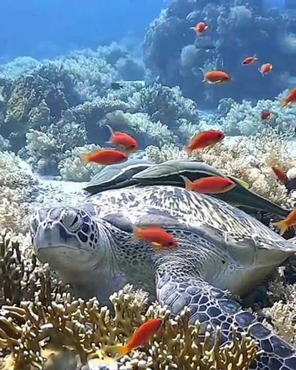 Aquatic Life | Wonders Of  Sea | Colorful | Sea Life Explorer