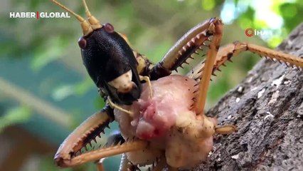 Batman'da tarlada bulundu: "Böylesini ilk kez gördük, et yedi"