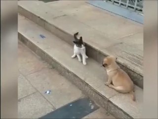 Petualangan Lucu dan Seru Setiap Hari 🐾