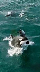 Marine Animals | Orca | Killer Whales | Sea Life Explorer