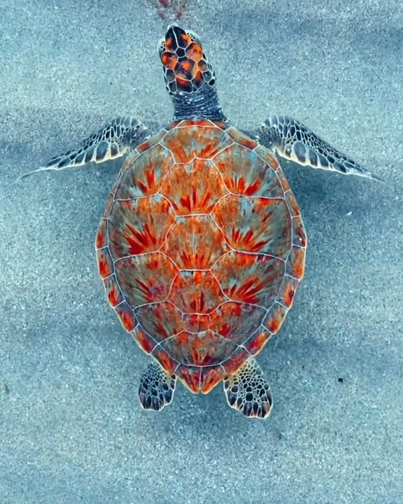 Marine Life | Seven Sea's Colors | Sea Life Explorer