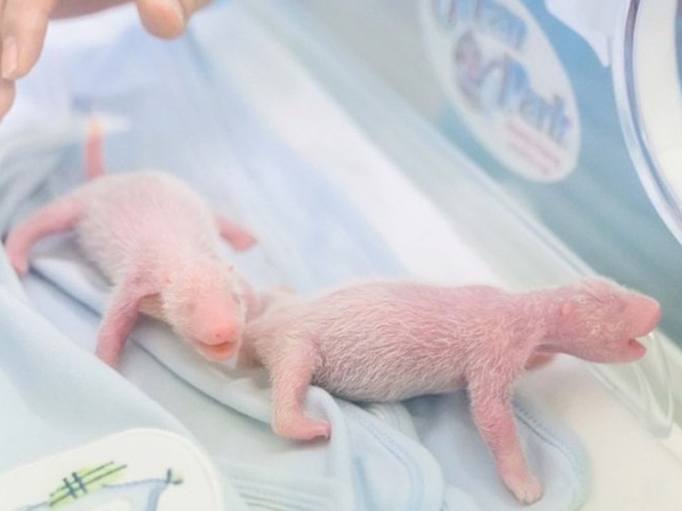 Seltener Nachwuchs: Süße Panda-Zwillinge geboren