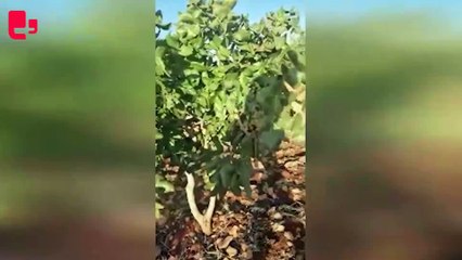 Urfa'da yüzlerce dönüm fıstıklık TOKİ'ye devredildi... 'Araziler bize dedelerimizden kaldı, ağaçları sökecekler' | Haber: Ali GÜZEL