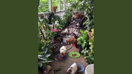 10 Best  Dry & Wet Cat  Food Options  #catfood #catsofinstagram #catlovers #petfood