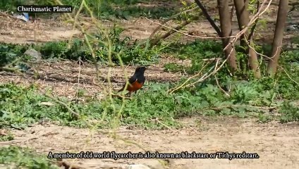 Black Redstart: The Most Beautiful Bird You’ve Never Seen!