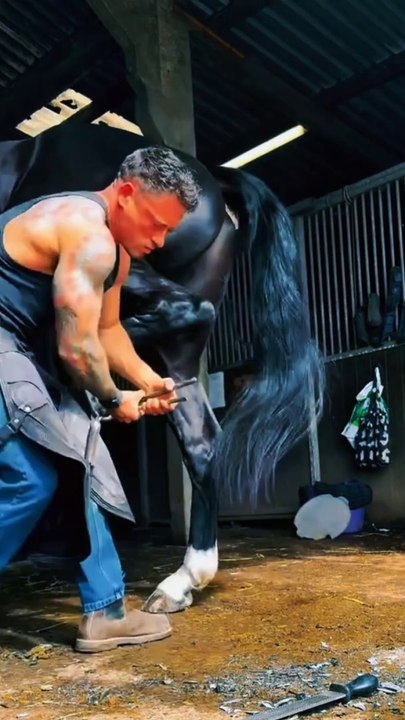 Replacing Old Worn Down Horse Shoes. Entertainment video