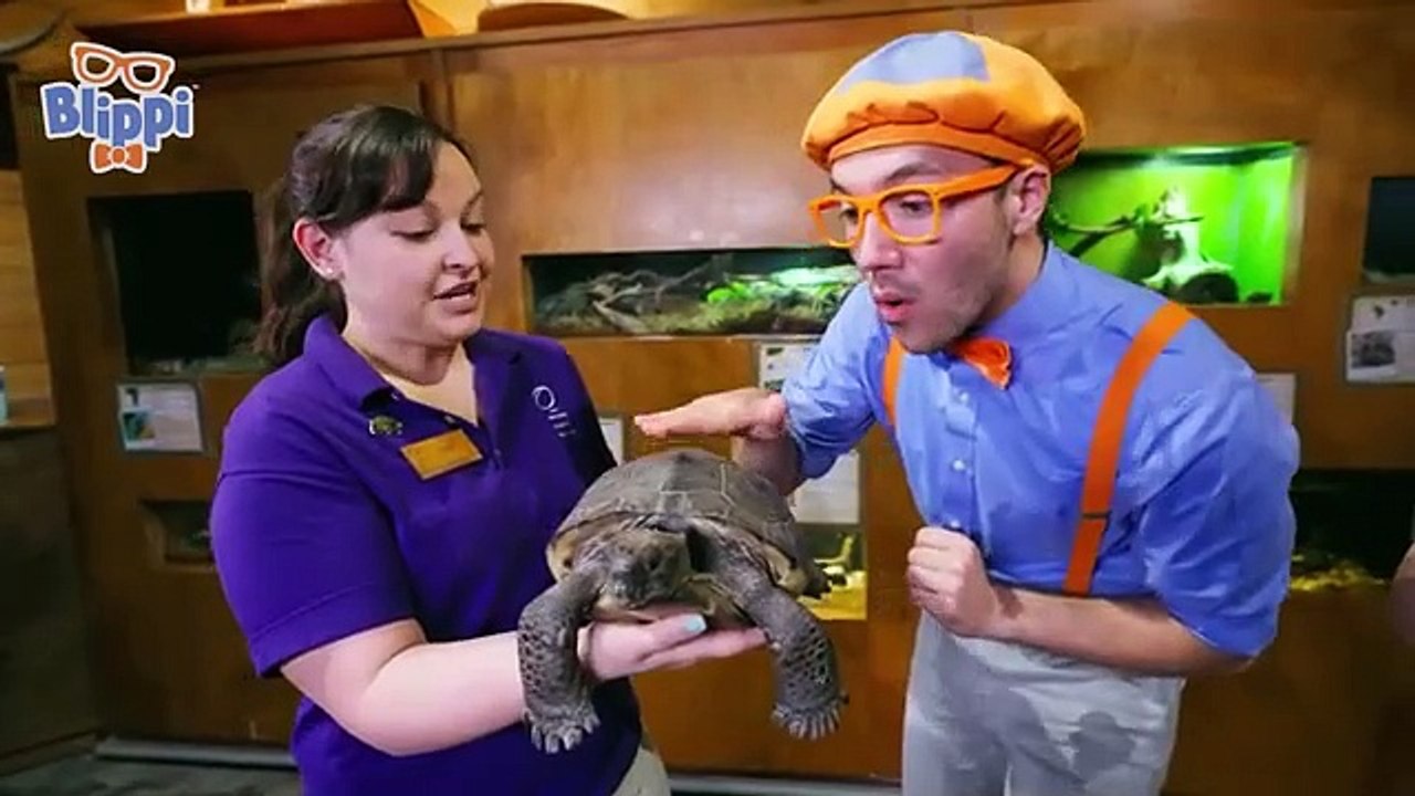 Best funny video with animals