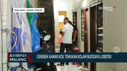 Gerebek Kamar Kos Nunggak 2 Bulan, Pemilik Kaget Jutsru Temukan Kolam Budidaya Lobster