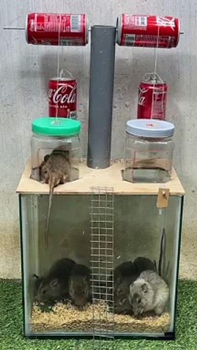 Best home mouse trap/mouse trap tips from plastic bottle #rattrap #mousetrap
