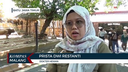 Lucu dan Gemas!! Kehadiran Red Panda dari Jepang, Penghuni Baru di Batu Secret Zoo