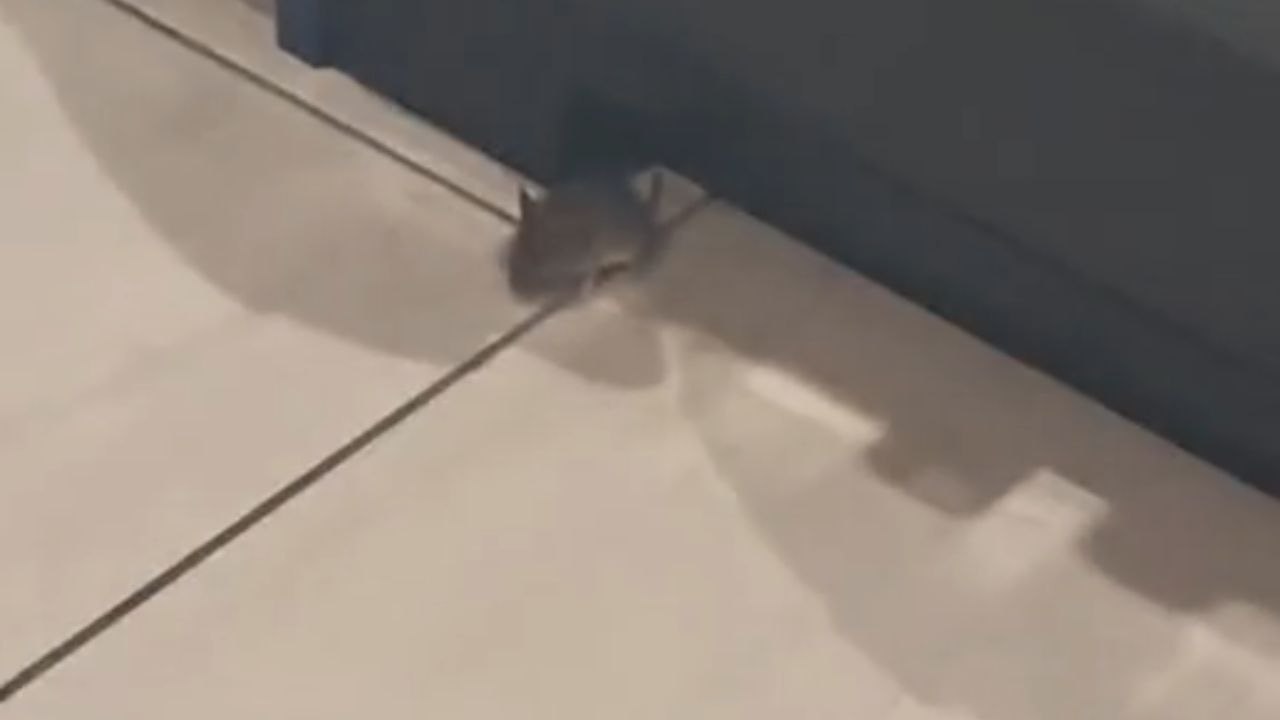 Mouse meets its match when the house cat intervenes to save the day