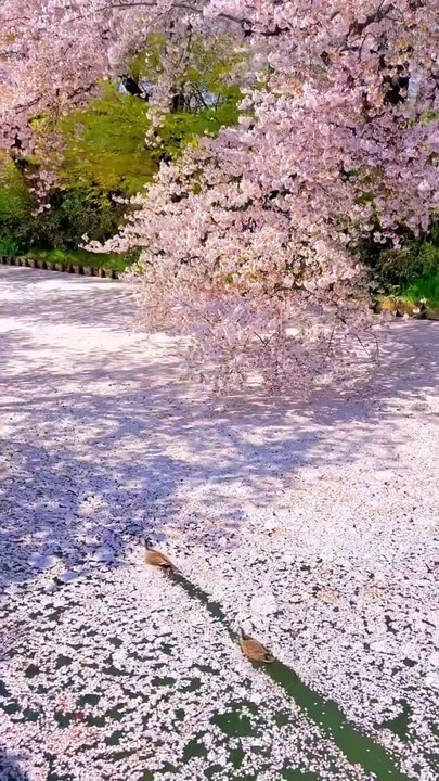 Japan is a dream ✨