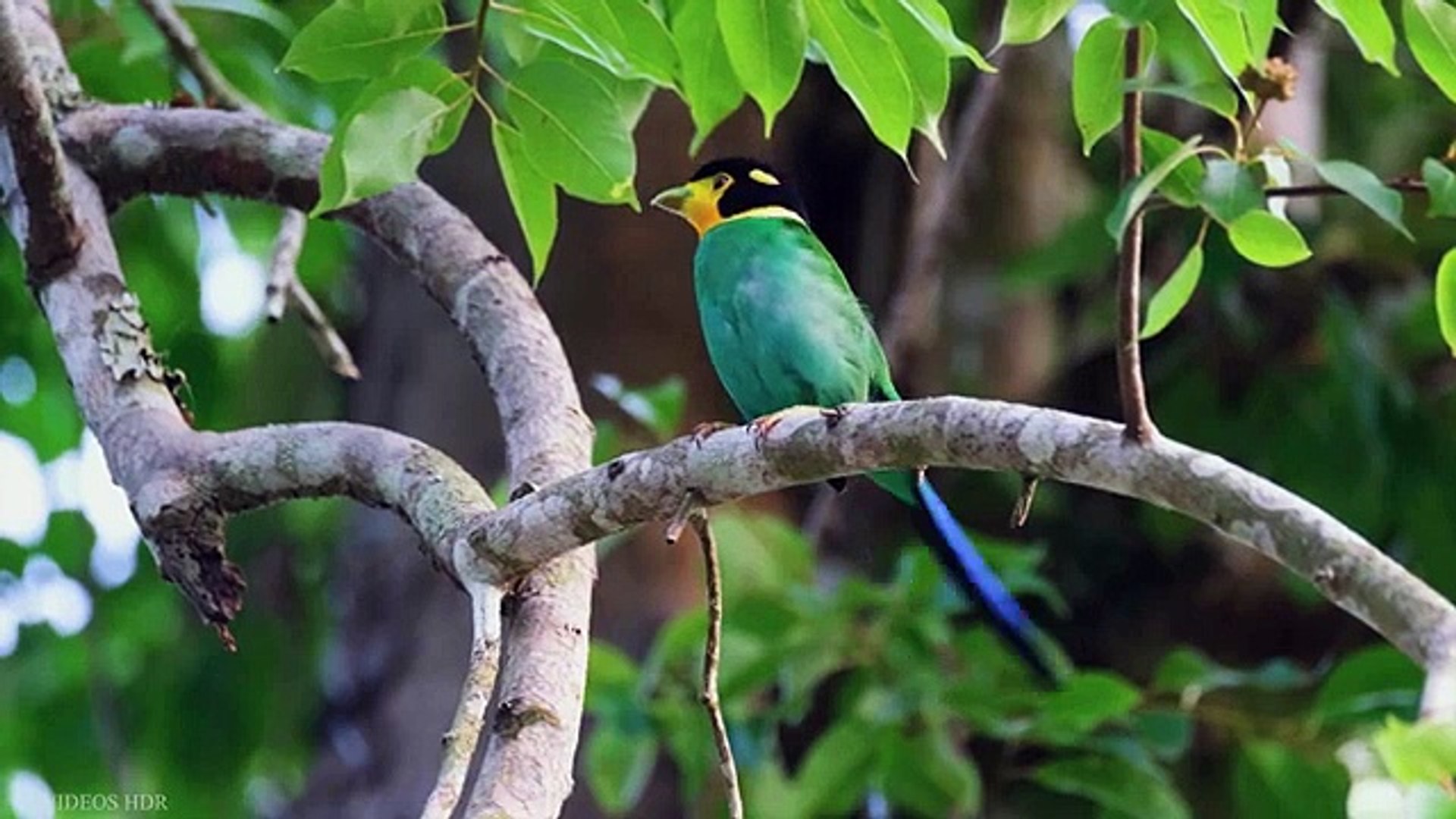 ⁣Small BIRDS 8K HDR - Names and Sounds #8k​ #birds​ #hdr​