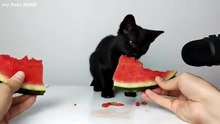Top 5 Kitten ASMR Eating Compilation