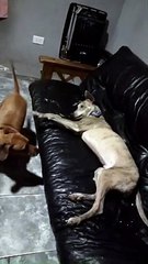 Flaco lo logró: ¡encontró el hogar que estaba buscando!