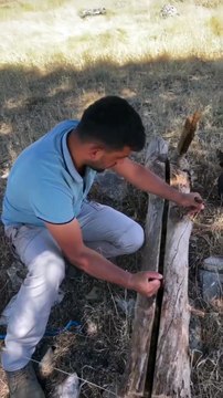 Kurumuş ağaç kütüğünün içinden çıkana inanamayacaksınız