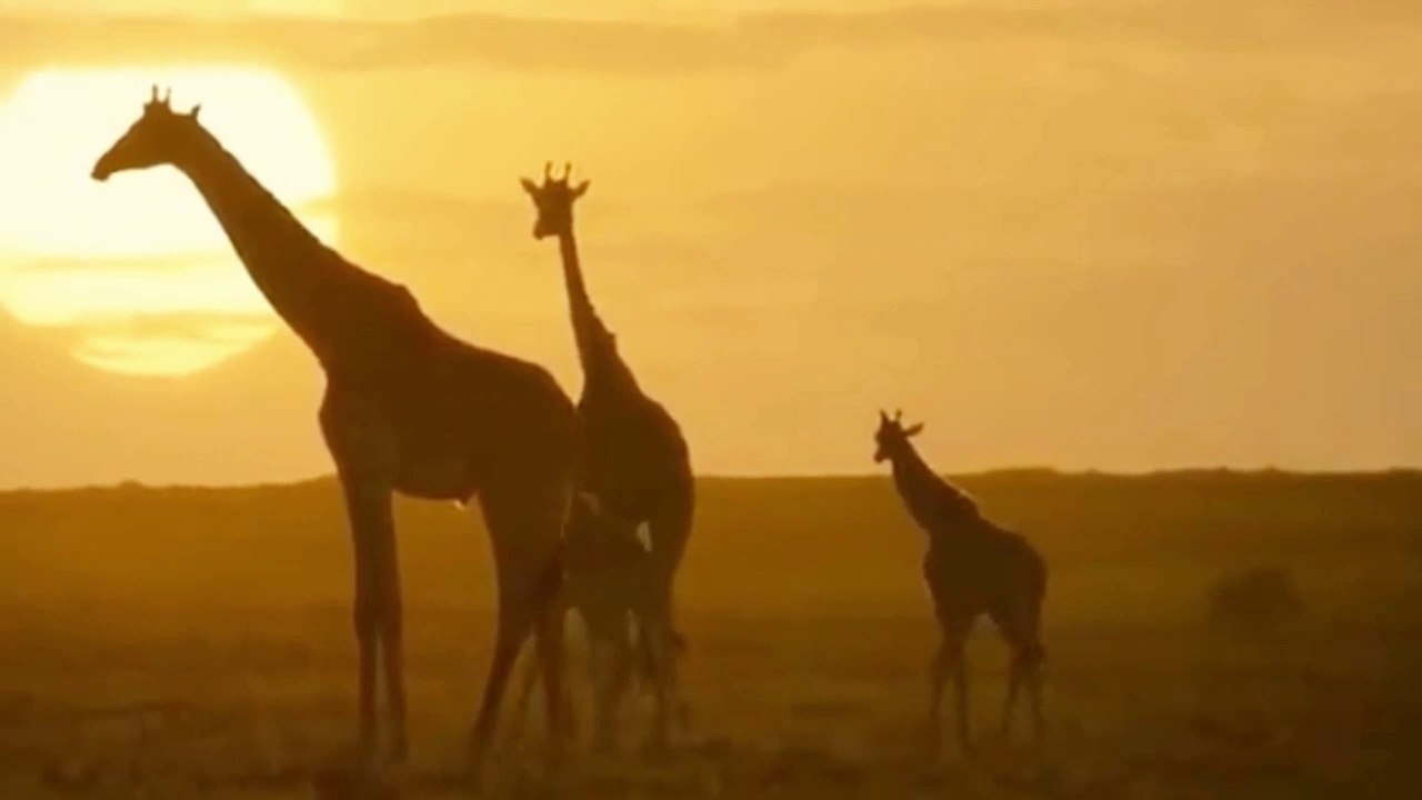 The amazing life of a giraffe  জিরাফের আশ্চর্যজনক জীবন